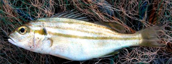 Pomadasys stridens_02